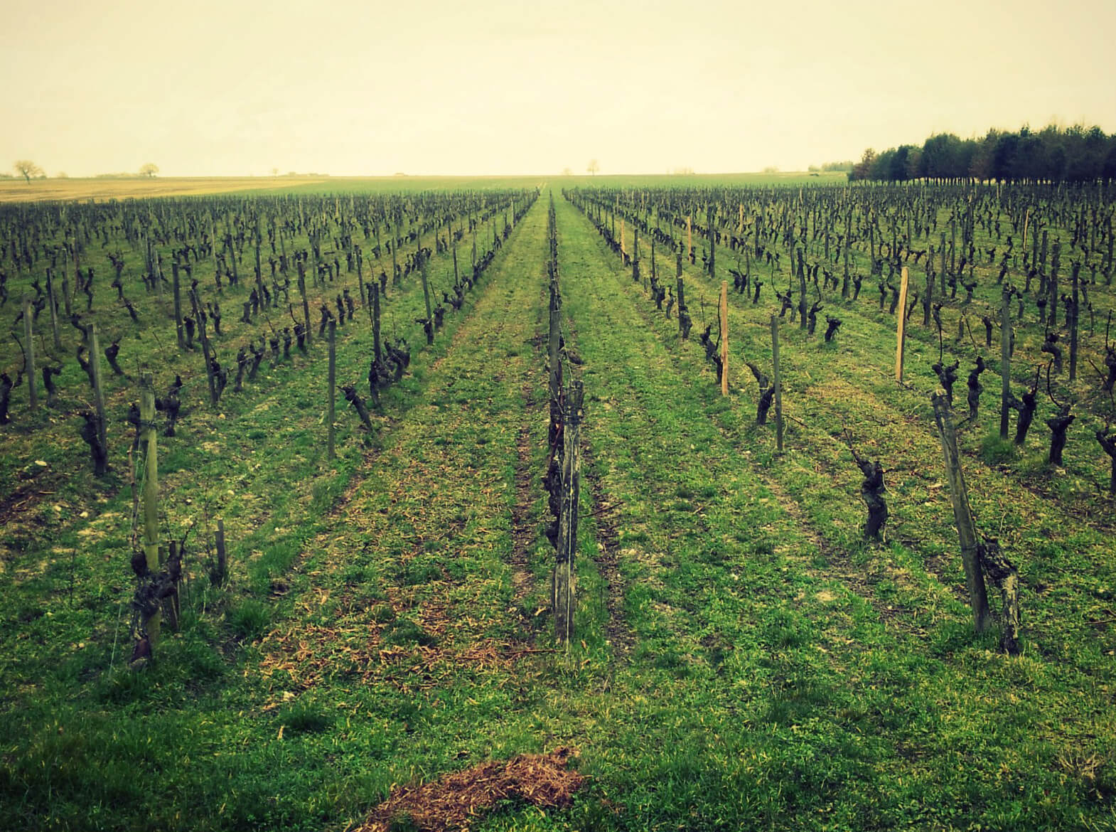 Le travail de la vigne en hiver