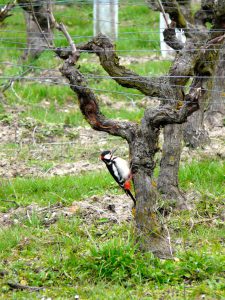 Domaine M Plouzeau