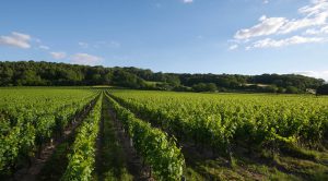 Clos de la Bonnelière