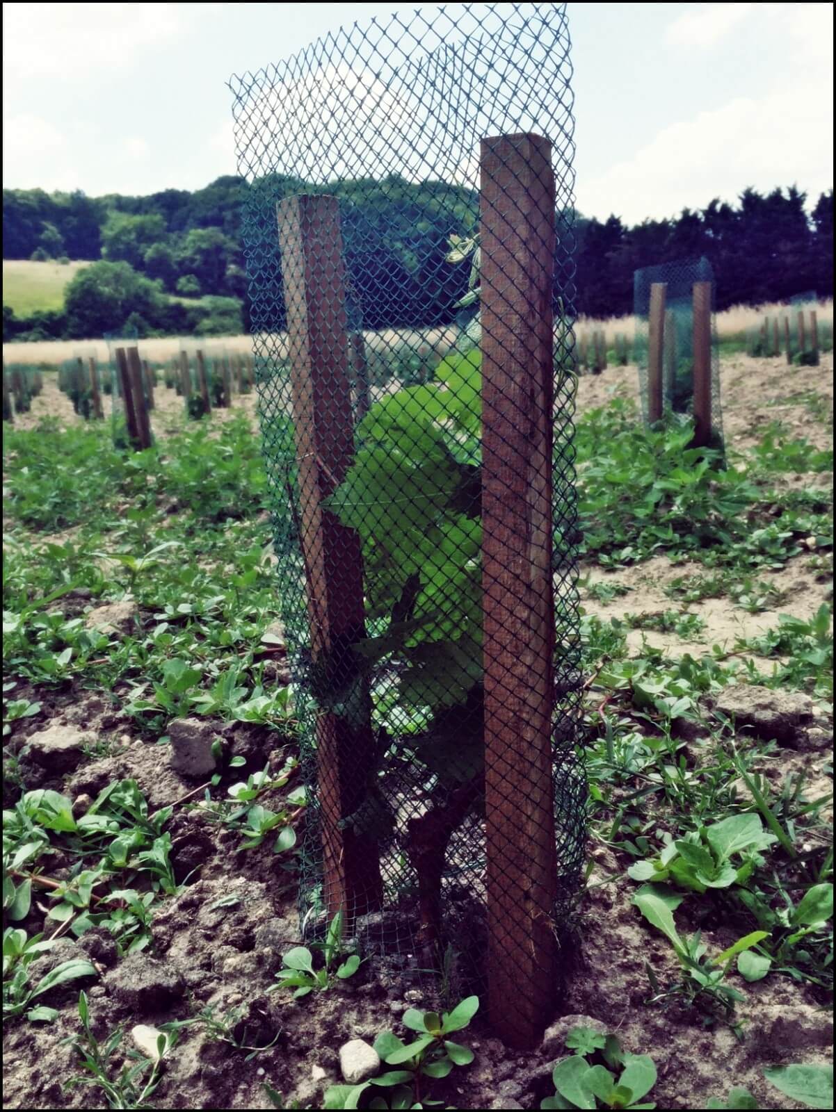 Plantation de Chenin et de Cabernet-Franc